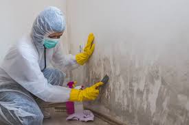 Best Residential Mold Inspection & Testing in St Francis, MN